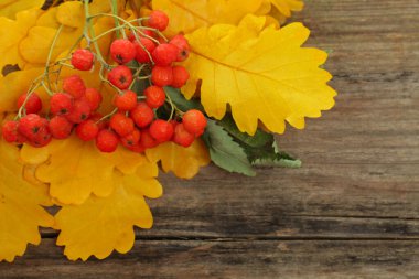 Kırmızı yaban mersini ve sarı meşe yaprakları eski ahşap arka planda
