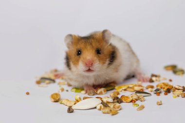 Beyaz arka planda tohum yiyen küçük şirin hamster portresi.