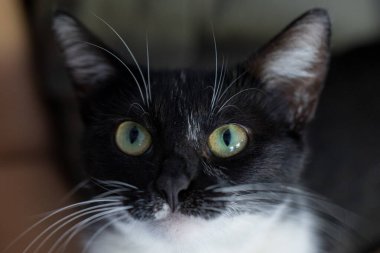 Siyah beyaz kedi yüzlü, yeşil gözlü. Yaklaş..