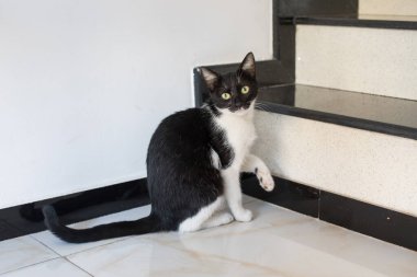 İçerideki sevimli kedi. Siyah beyaz kedi yavrusu evde..