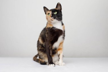 Beyaz arka planda oturan sevimli üç renkli kedi..