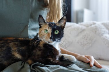 Güzel üç renkli kedi, yeşil gözlü, kadın eli evde..