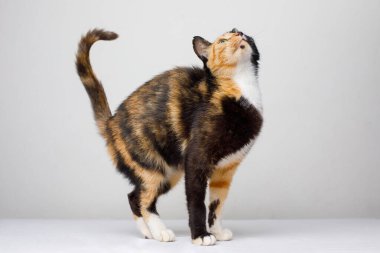 Kabarık kedi evcil hayvanı dikilip beyaz arka plana bakıyor..