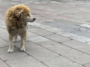 Komik pofuduk büyük köpek dışarıda