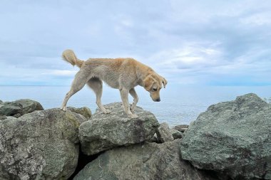 Deniz ve gökyüzü bulutlarına karşı taşların üzerinde yürüyen bej köpek yavrusu.