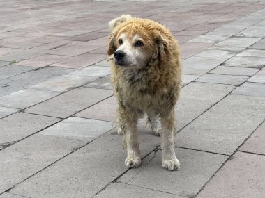 Açık havada duran sevimli bej köpek.