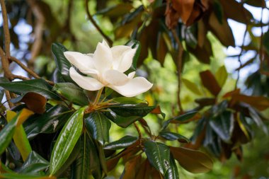 Bahar Zamanı Doğal Parkı 'nda Çiçek açan Magnolia Çiçeği