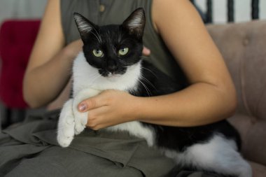 Genç kedi portresi, ev sahibiyle yakın plan.