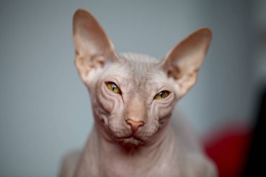 Kılsız Kedi Sphynx Evcil Hayvanı Portresi