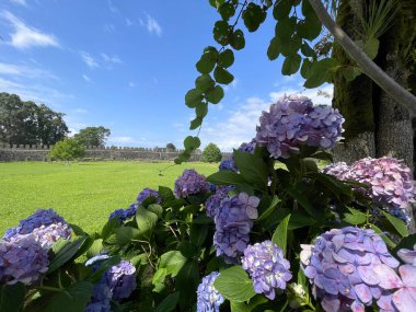 Yeşil Çimen ve Eski Roma Servetine Karşı Güzel Çiçekler
