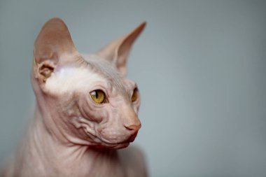 Şirin Kılsız Kedi Sphynx Portresi