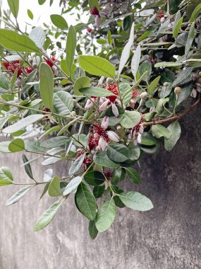 Çiçek arkaplan. Feijoa sellowiana veya Acca sellowiana yaprakları ve çiçekleri. Ananas Quava Çiçeği