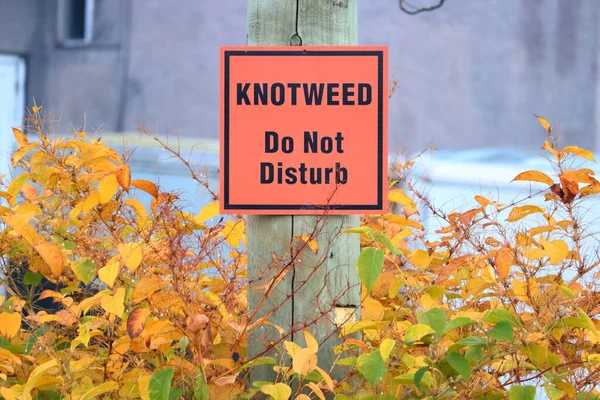 Close Isolated View Sign Posted Warning People Disturbing Knotweed Growing — Stockfoto
