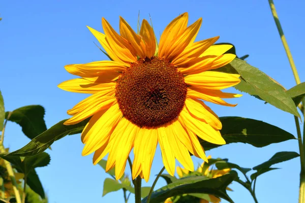 Úplný Izolovaný Čelní Pohled Slunečnici Proti Jasné Modré Obloze — Stock fotografie
