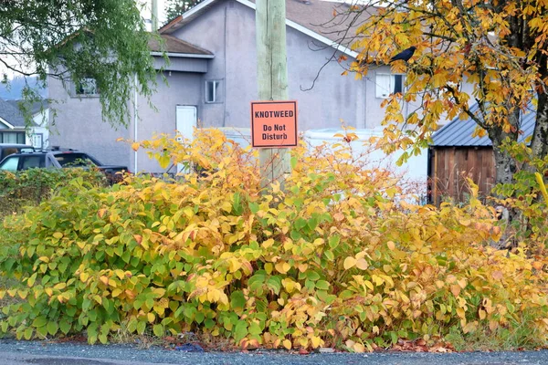 Full View Sign Posted Warning People Disturb Knotweed Growing Residential — Stock Photo, Image
