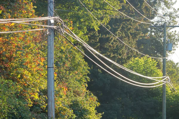 Telefon Direklerinden Sarkan Çoklu Hidroelektrik Telekomünikasyon Kablolarının Tam Görüntüsü Orman — Stok fotoğraf