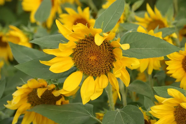 Zavřít Detailní Pohled Slunečnici Plném Květu Během Letních Měsíců — Stock fotografie
