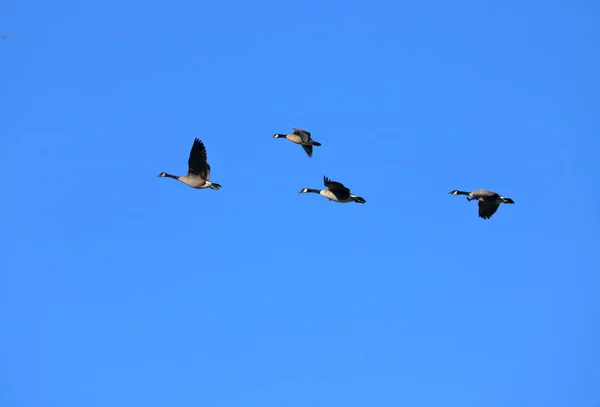 Full View Lead Migratory Canada Goose Leading Migrating Pack Right — Stock Photo, Image