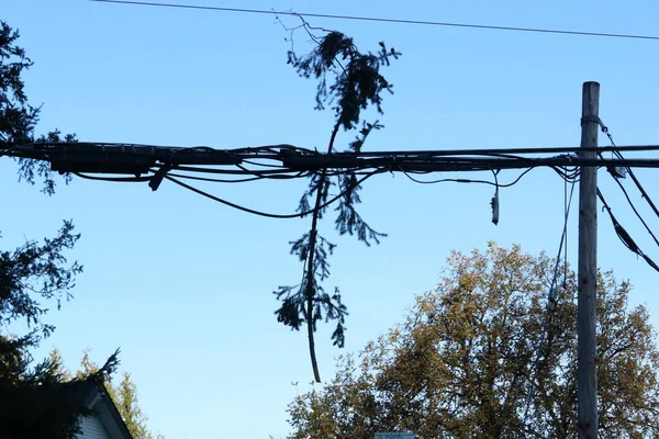 Sylwetka Gałęzi Drzewa Wiszącej Liniach Elektrycznych Kablowych Burzy Wiatrowej — Zdjęcie stockowe