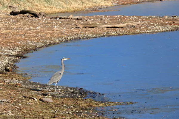 一个成年蓝鹭站在受干旱影响的河边的画像 — 图库照片