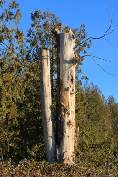 Vista Vertical Dois Troncos Árvores Mortas Contra Uma Floresta Céu — Fotografia de Stock