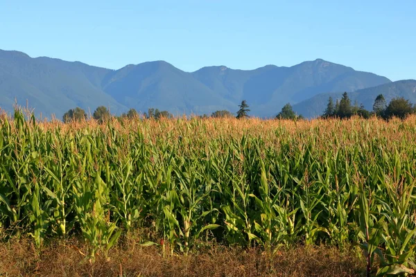 Wide Landscape View Chilliwack Sweet Corn Ripening British Columbia Eastern — Stock Photo, Image