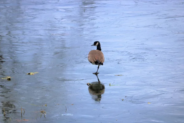 一个寒冷的冬天 一只加拿大鹅单腿站在薄冰上保持平衡的画像 — 图库照片