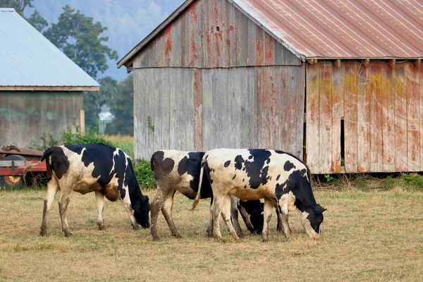 Vista Completa Perfil Una Manada Descuidada Vacas Jersey Los Pastizales —  Fotos de Stock