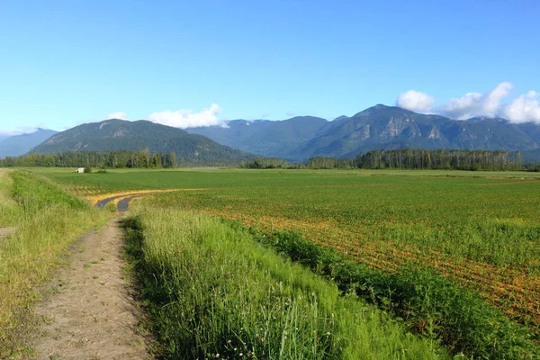 Breed Landschappelijk Uitzicht Een Prachtige Zomervallei Dik Met Rijpend Gras — Stockfoto