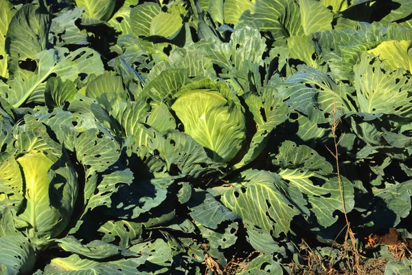 Close Detailed Background Ripe Cauliflower Soon Harvested — Stock Photo, Image