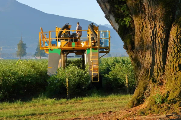 前景に大きな夏のエルムの木の幹を持つベリーピッキングプラットフォーム上に立つ演算子の完全なビュー — ストック写真