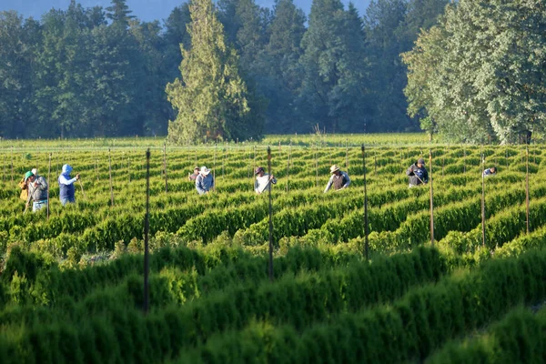Lush Green Laborers Work Cutting Trimming Branches Successful Tree Farm — Stock Photo, Image