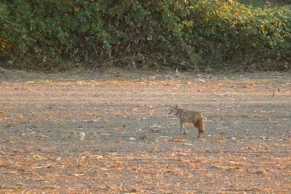 Odizolowany Widok Pojedynczego Dorosłego Kojota Stojącego Terenie Gospodarstwa Wczesnym Sezonie — Zdjęcie stockowe
