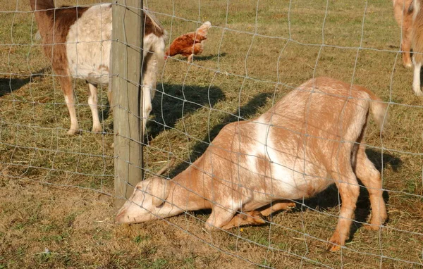 A goat is convinced the grass is greener on the other side of the fence as she reaches beneath the fenced wiring.