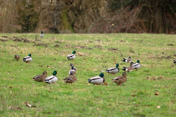 Wildlife Damage Farm Land Mallard Ducks Graze Grassland — Stock Photo, Image