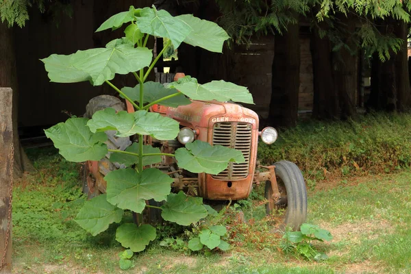 Гигантские Листья Хоста Частично Затемняют Старинный Канадский Трактор Глен Гор — стоковое фото