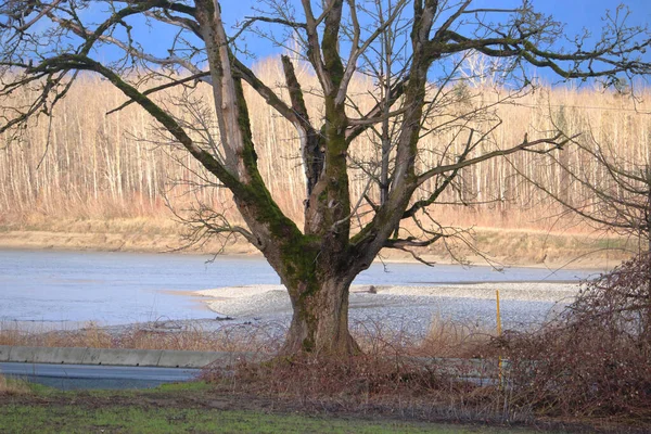 Στενή Λεπτομερής Θέα Ενός Νεκρού Δέντρου Και Του Κατεστραμμένου Φλοιού — Φωτογραφία Αρχείου