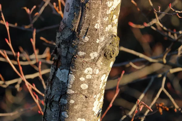 Vista Cercana Detallada Lichens Organismo Vegetal Parasitario Que Crece Costado — Foto de Stock