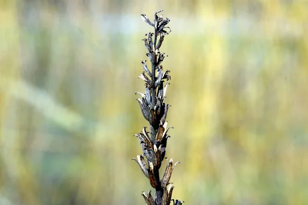 Близкий Детальный Вид Черной Сухой Мертвой Травы Стоящей Перед Общей — стоковое фото