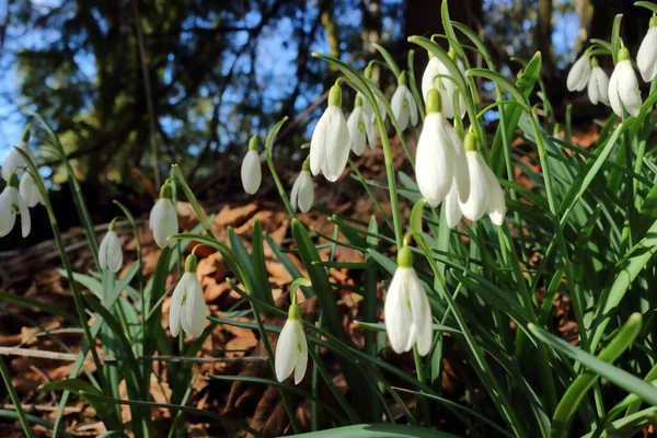 Zavřít Detailní Pohled Shluk Bílých Zvonových Květin Které Rostou Stinné — Stock fotografie