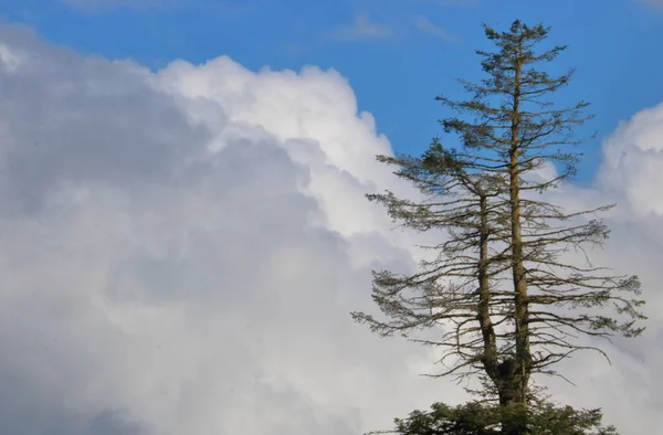 背景には巨大な渦巻く積雲に囲まれた右側に二重幹を持つスプルースの木の完全な詳細ビュー — ストック写真