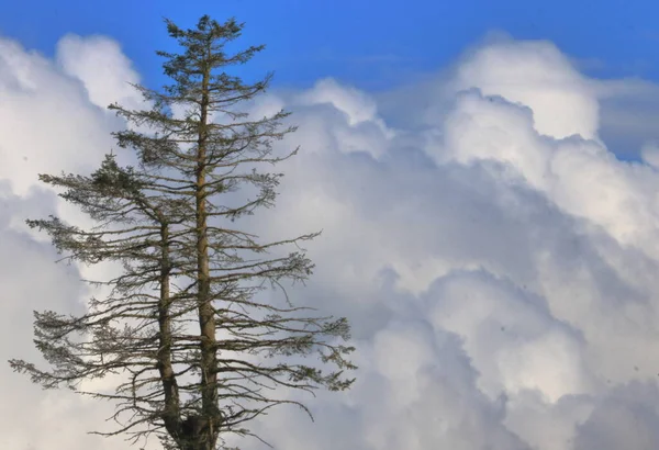 背景には巨大な渦巻く積雲に囲まれた2本の幹を持つスプルースの木の完全な詳細ビュー — ストック写真