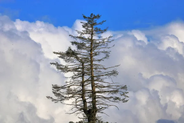 背景には巨大な渦巻く積雲に囲まれたスプルースツリーセンターの完全な詳細ビュー — ストック写真