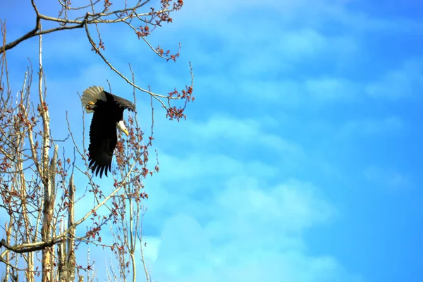 一只美国秃鹰从树枝上跳了下来 飞了起来 左框背景框 文字等的空白处 — 图库照片