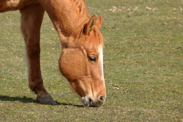 Bliski Szczegółowy Widok Brązowego Profilu Konia Wypasanego Krótkiej Trawie Polu — Zdjęcie stockowe