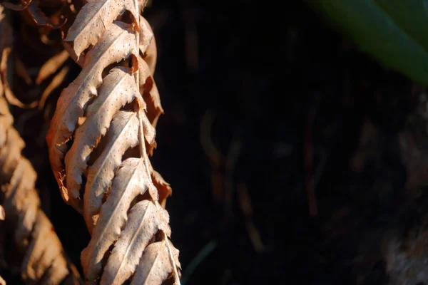 黒い背景で死んだ植物の枝の左枠に近い詳細 — ストック写真