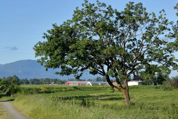 Široký Krajinný Pohled Strom Plném Listoví Opírající Popředí Moderní Farmou — Stock fotografie