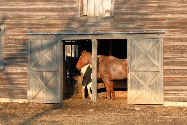 一匹成熟的棕色马 头脑发热 无人照管 在谷仓的入口处找到了一个明亮的 阳光灿烂的地方 在那里他可以找到一点温暖 — 图库照片