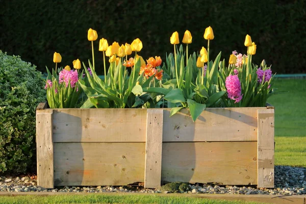 Full View Wooden Flower Box Filled Colorful Tulips — Stock Photo, Image