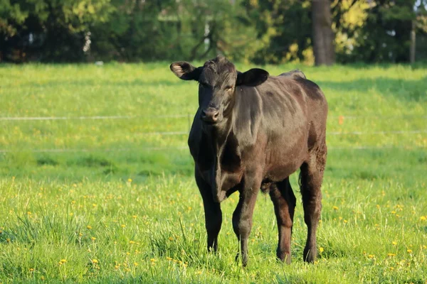 站在优质牧场上的黑色赫里福德小牛犊的正面全景 — 图库照片